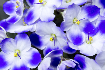 Fototapeta na wymiar Blue and white violet texture background