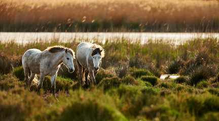 Two young white horses of Camargue - obrazy, fototapety, plakaty