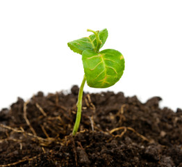 green plant