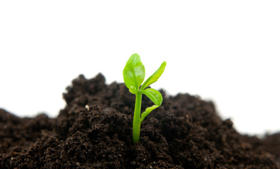 young plant