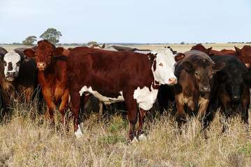 Australian cows