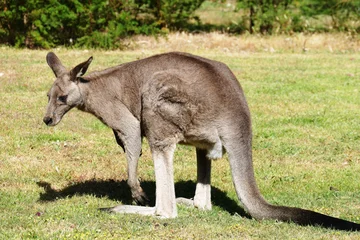 Crédence de cuisine en verre imprimé Kangourou Eastern grey male kangaroo from southern Australia
