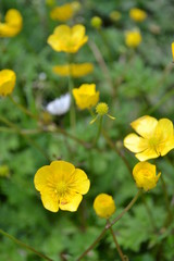 Obraz premium flores