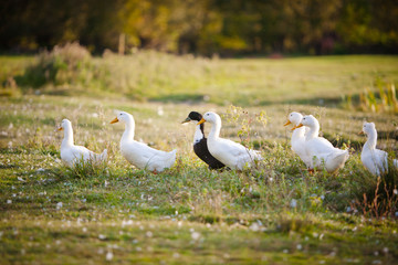 white duck