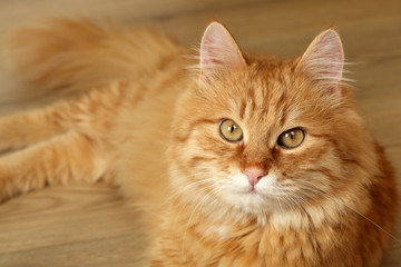 Fototapeta na wymiar Portrait of red cat on wooden floor background