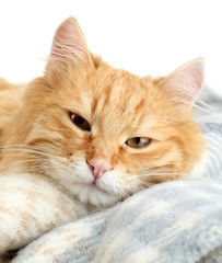 Red cat on warm plaid and white background