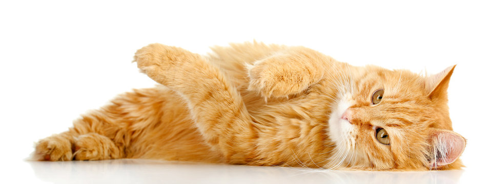 Red cat lying, isolated on white background