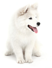 Friendly Samoyed dog isolated on white