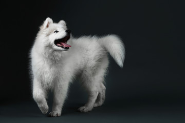 Fototapeta premium Lovable Samoyed dog on dark background