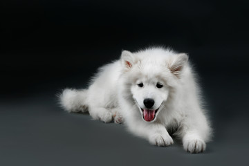 Lovable Samoyed dog on dark background