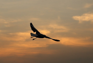 Fototapeta na wymiar Seagull with sunset at Bang Pu beach