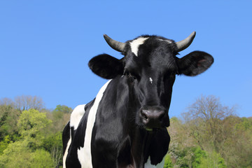 Cows on green field