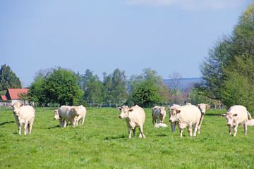 Obraz na płótnie Canvas Normandy cows on pasture