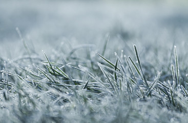 frost on grass