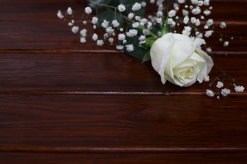 White rose on wooden background