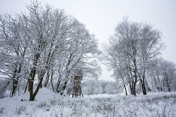 winter forest
