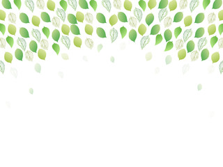 葉　新緑　背景