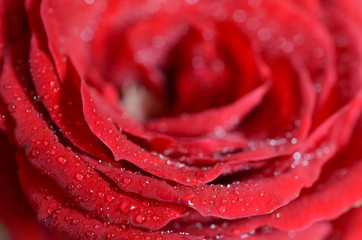 Red rose closeup with drop