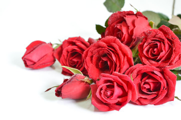 Background valentine. Red roses 