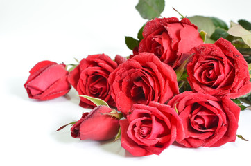 red roses on background
