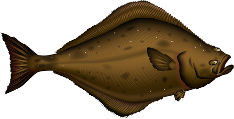 カレイ（オヒョウ）