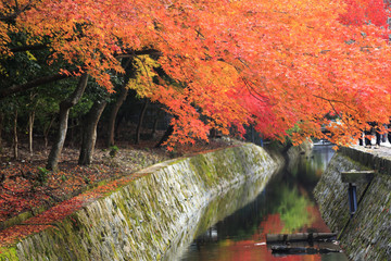 紅葉の京都哲学の道