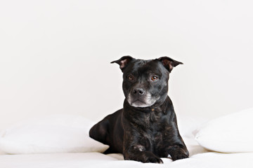 staffie portrait. Also known as stafforshire terrier.