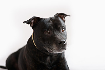 staffie portrait. Also known as stafforshire terrier.