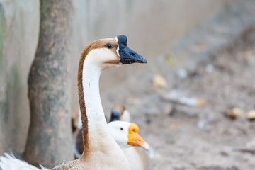 closeup head of brown goose