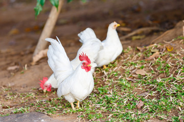 white bantam