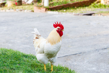 white bantam