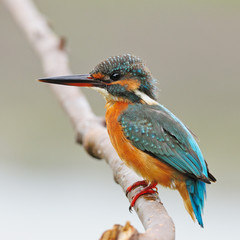 female Common Kingfisher
