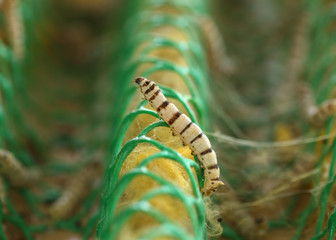 close up of silkworm