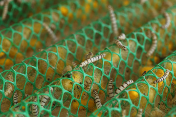 close up of silkworm