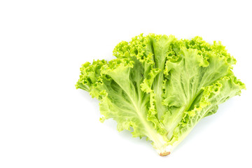 Fresh and green lettuce