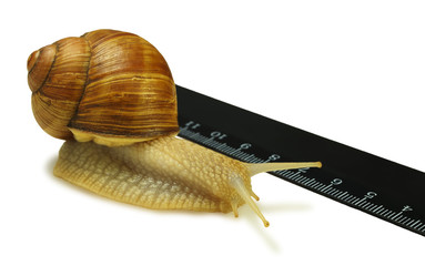 The snail and the ruler