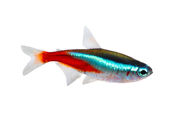 Obraz premium Neon Tetra Paracheirodon innesi freshwater fish isolated