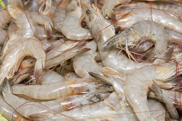 Fresh Shrimp