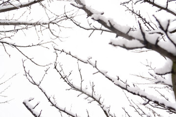Fototapeta na wymiar Tree Branches in Snow