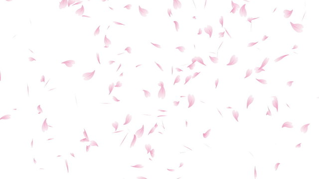 Falling petals isolated