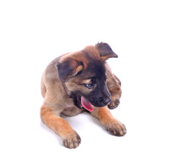 Obraz premium Puppy dog with white background