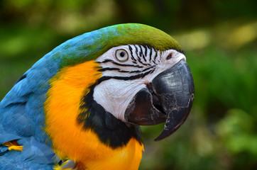 Blue and Gold Macaw