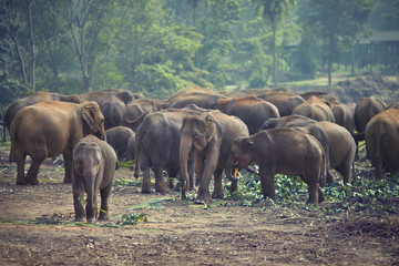 Herd of elephants at mealtimes