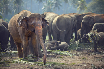 Fototapeta na wymiar Herd of elephants at mealtimes
