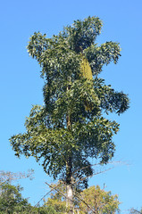 Флора Вьетнама, тропическое дерево
