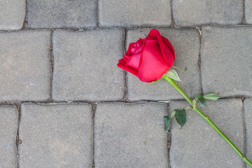 red rose on cement floor