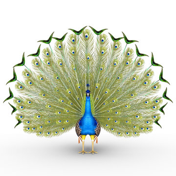 Fototapeta Peacock