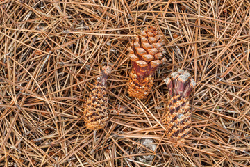 Piñas des escamadas por la Ardilla Común. Sciurus vulgaris.