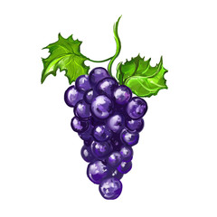 grapes fruit Vector illustration  hand drawn  painted