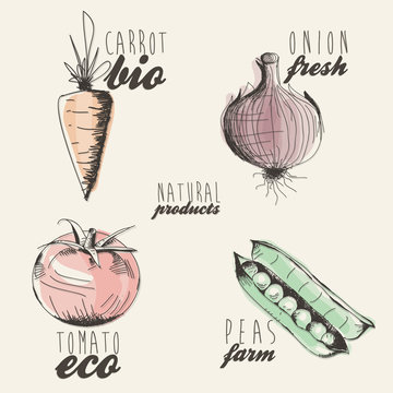 Hand drawn vegetables illustration